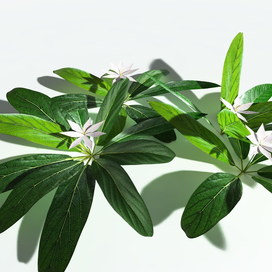 EVERYPlant Northern Starflower for Vue by N/A