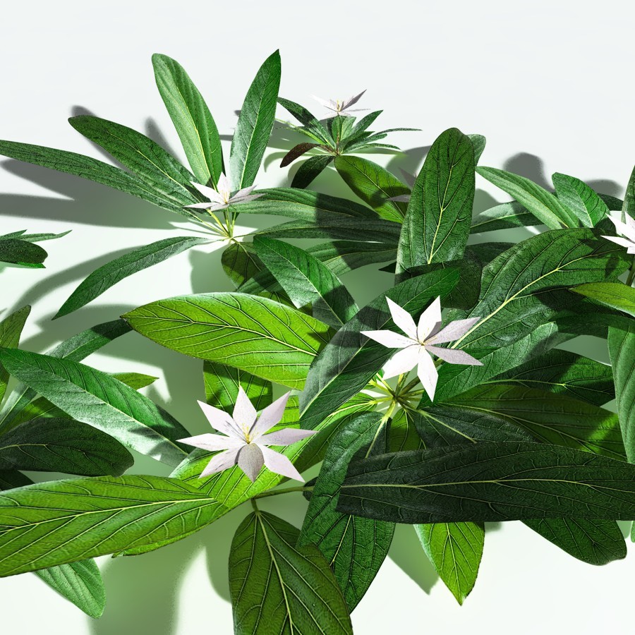 EVERYPlant Northern Starflower for Vue by N/A