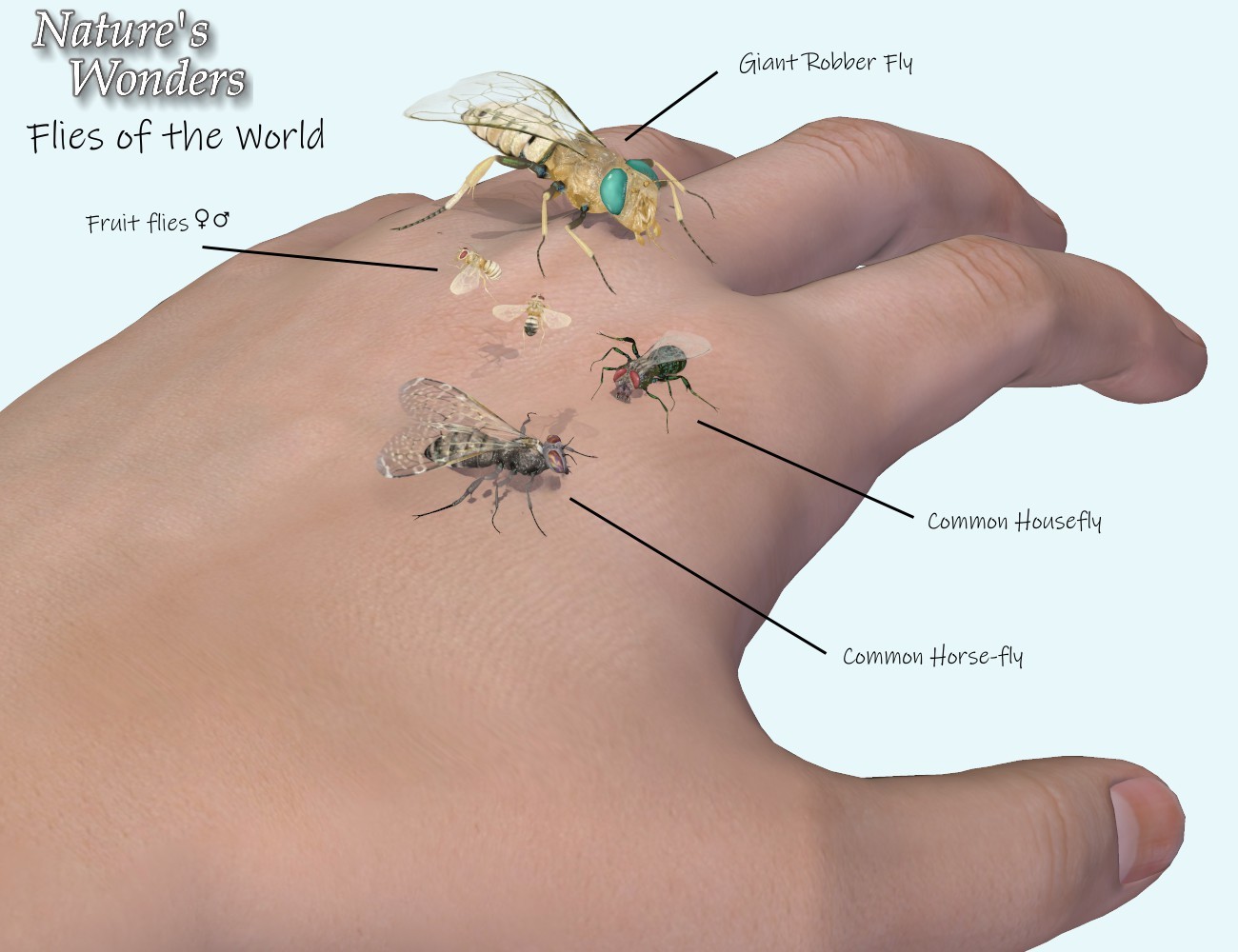 Nature's Wonders Flies by N/A