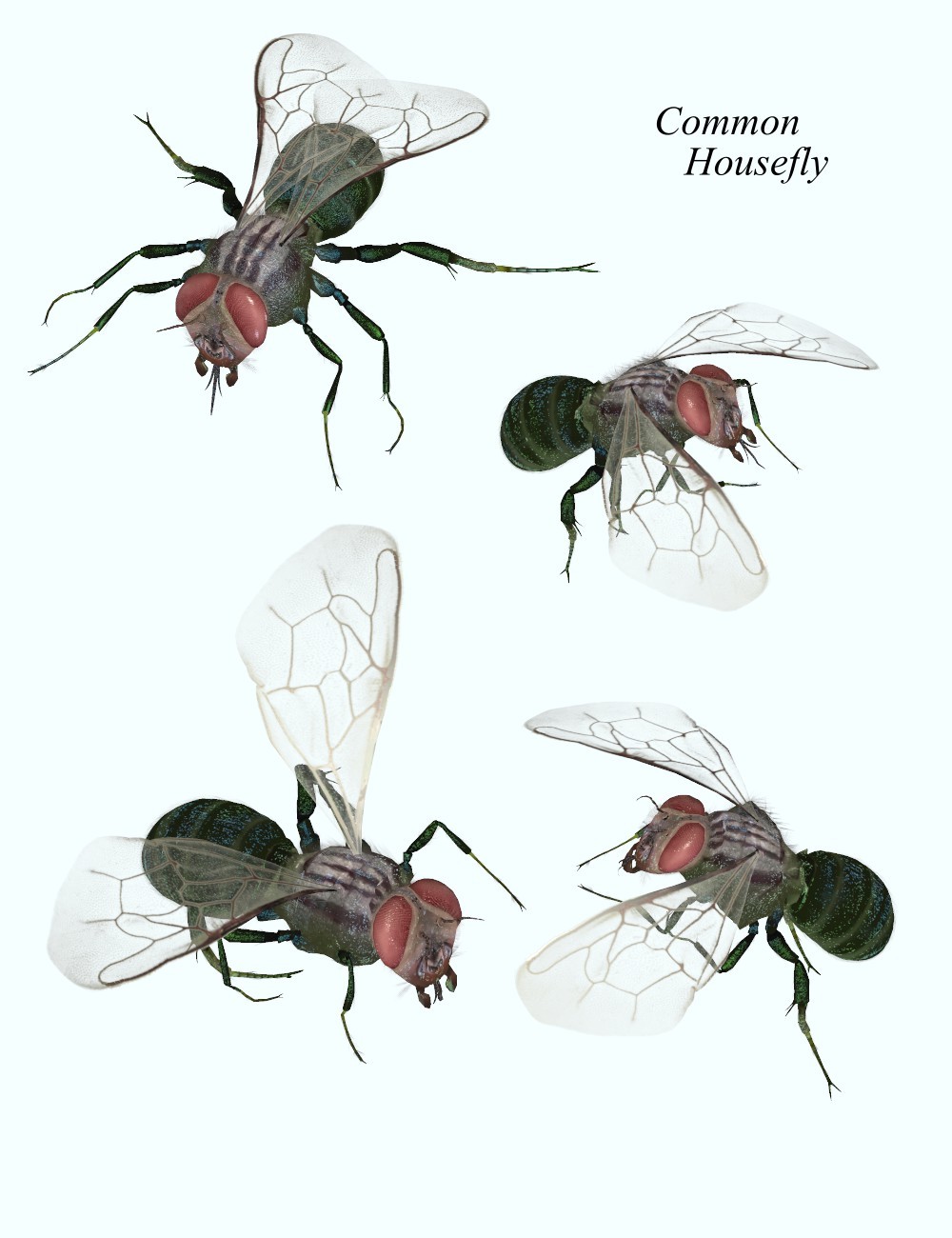 Nature's Wonders Flies by N/A