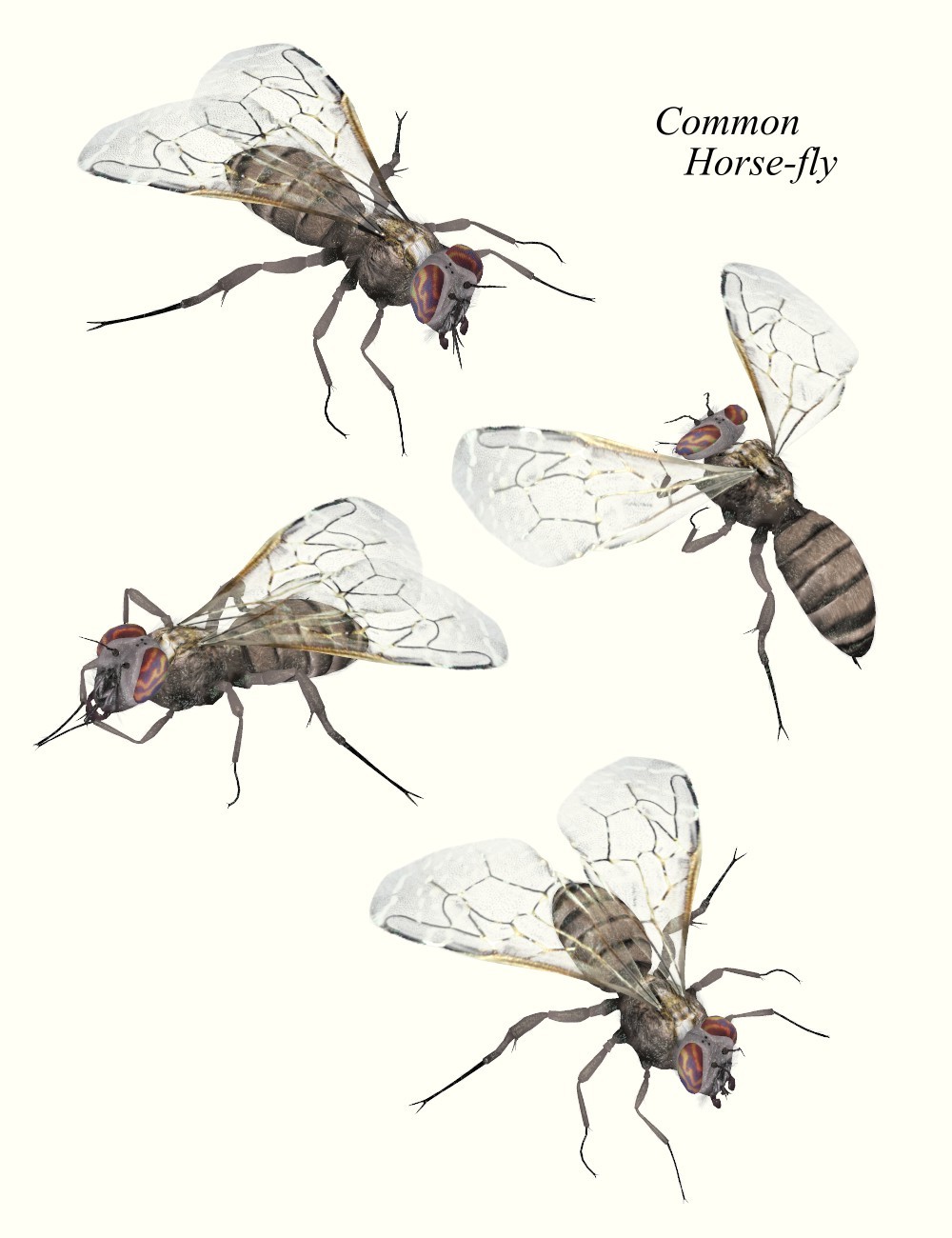 Nature's Wonders Flies by N/A