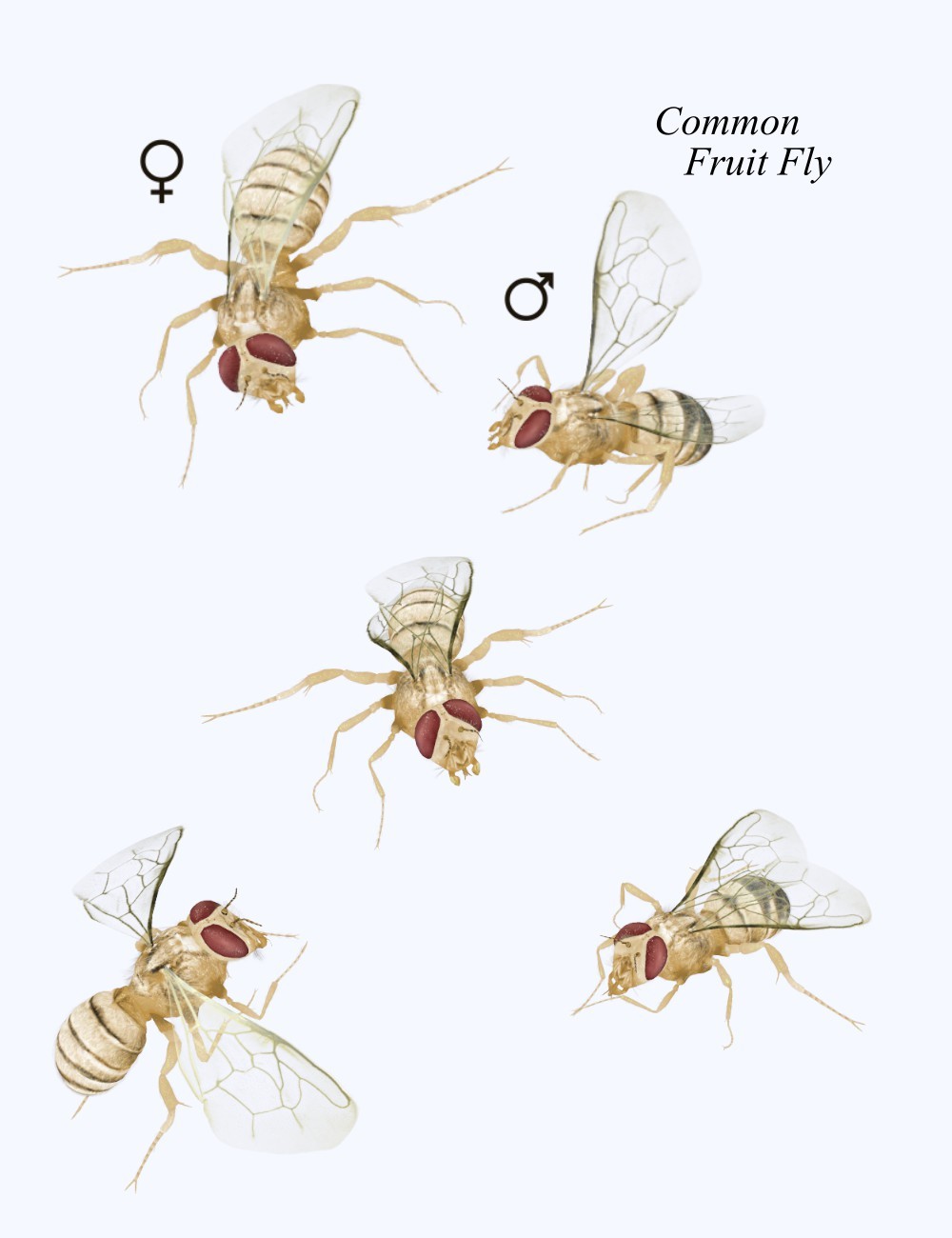Nature's Wonders Flies by N/A