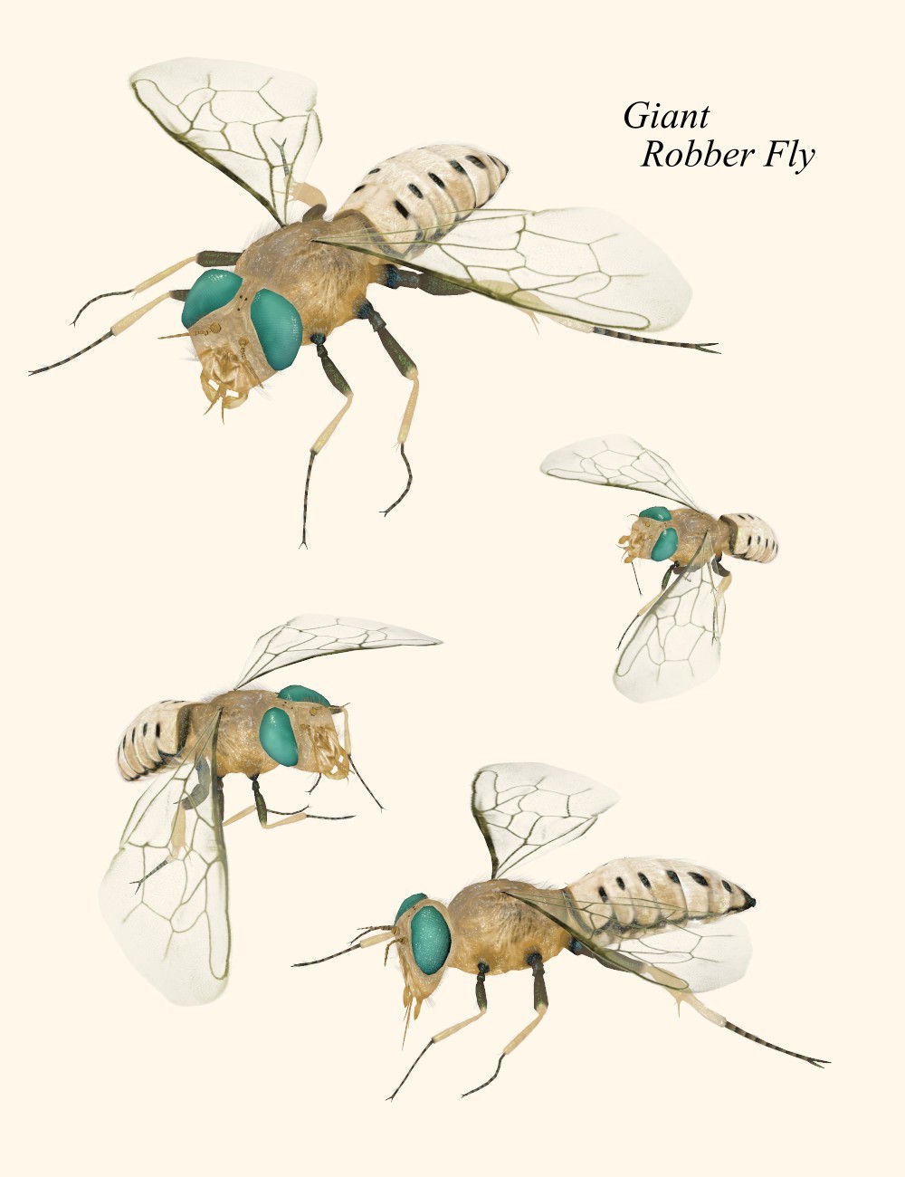 Nature's Wonders Flies by N/A