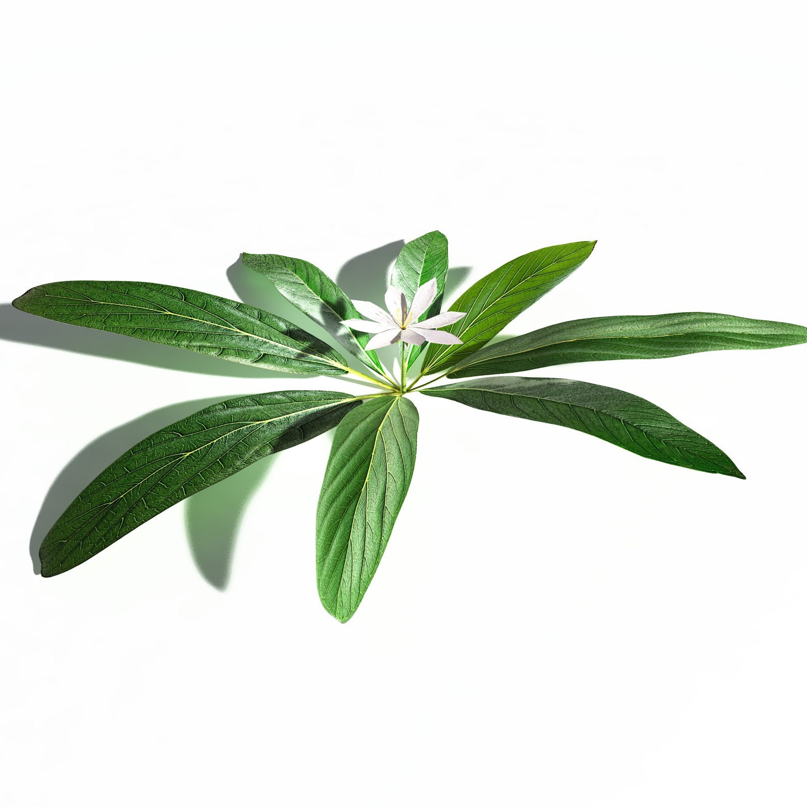 EVERYPlant Northern Starflower for Daz by N/A
