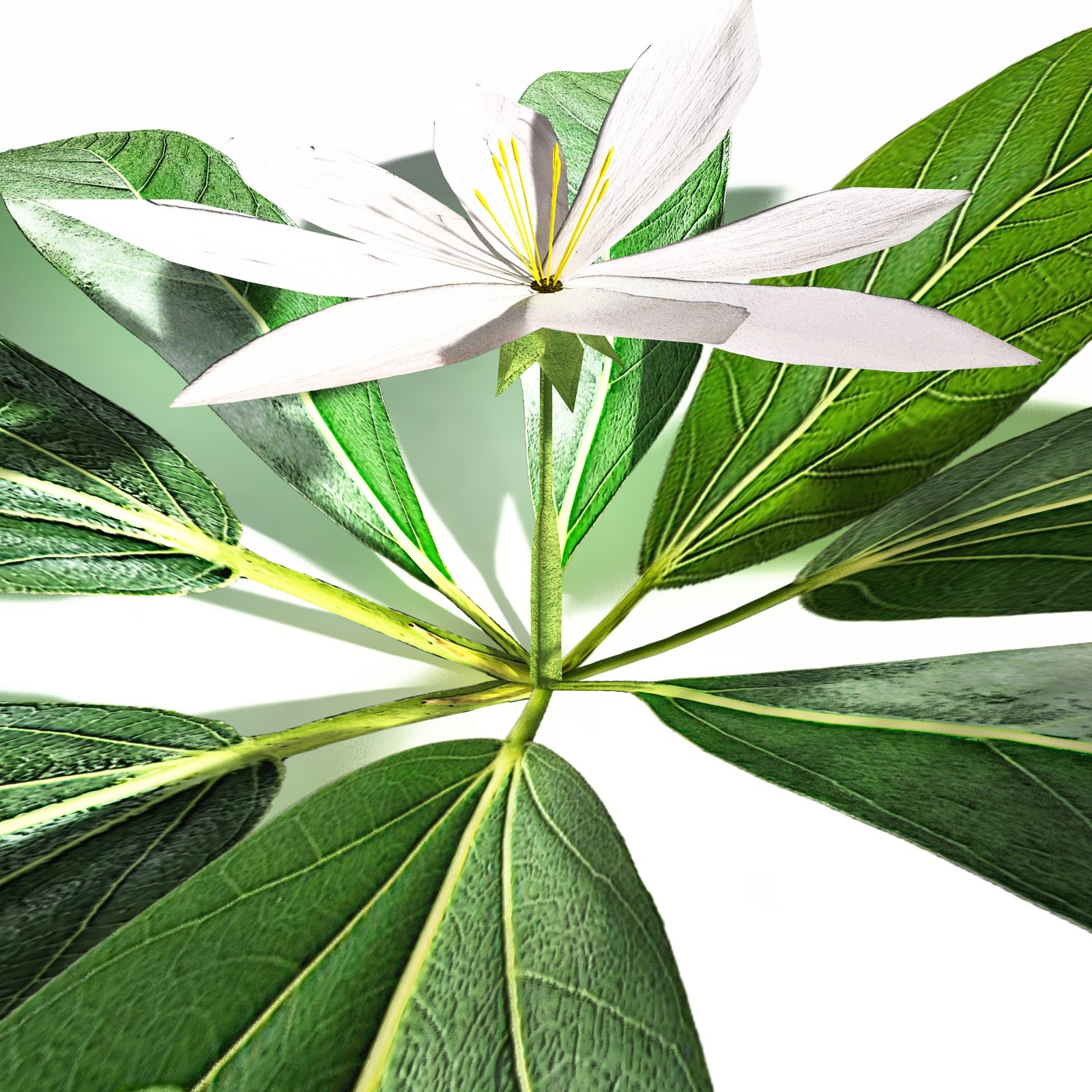 EVERYPlant Northern Starflower for Daz by N/A