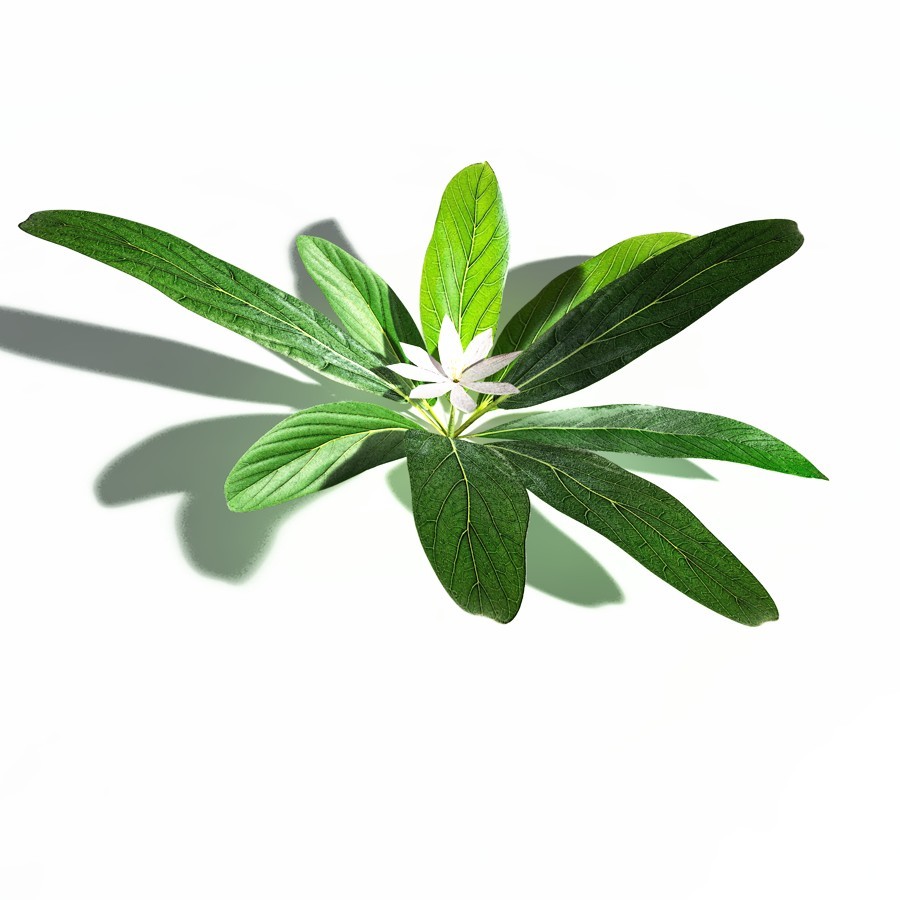 EVERYPlant Northern Starflower for Daz by N/A