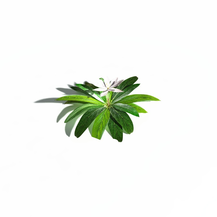 EVERYPlant Northern Starflower for Daz by N/A