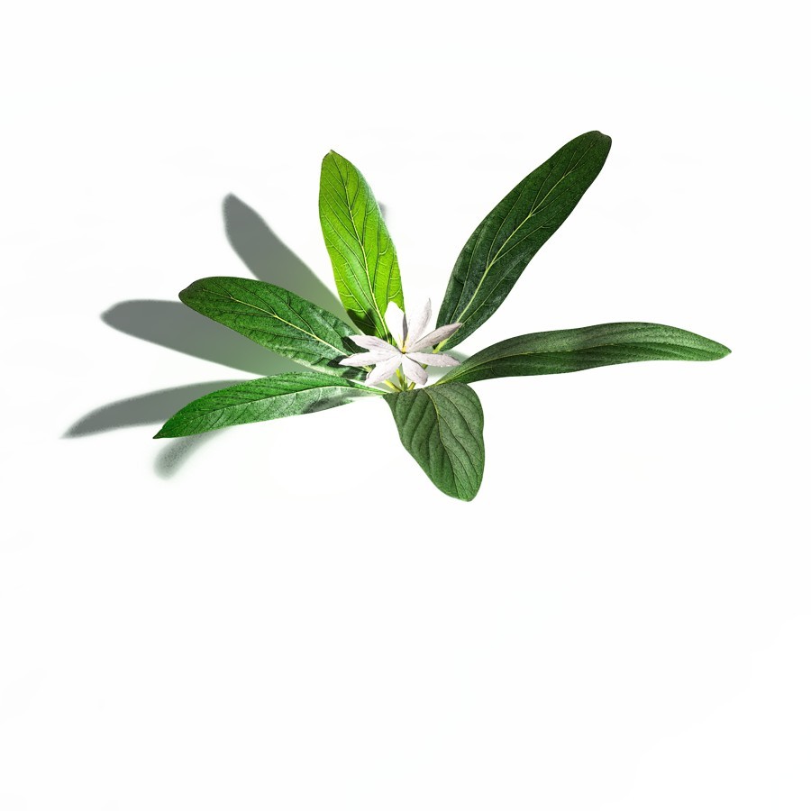 EVERYPlant Northern Starflower for Daz by N/A