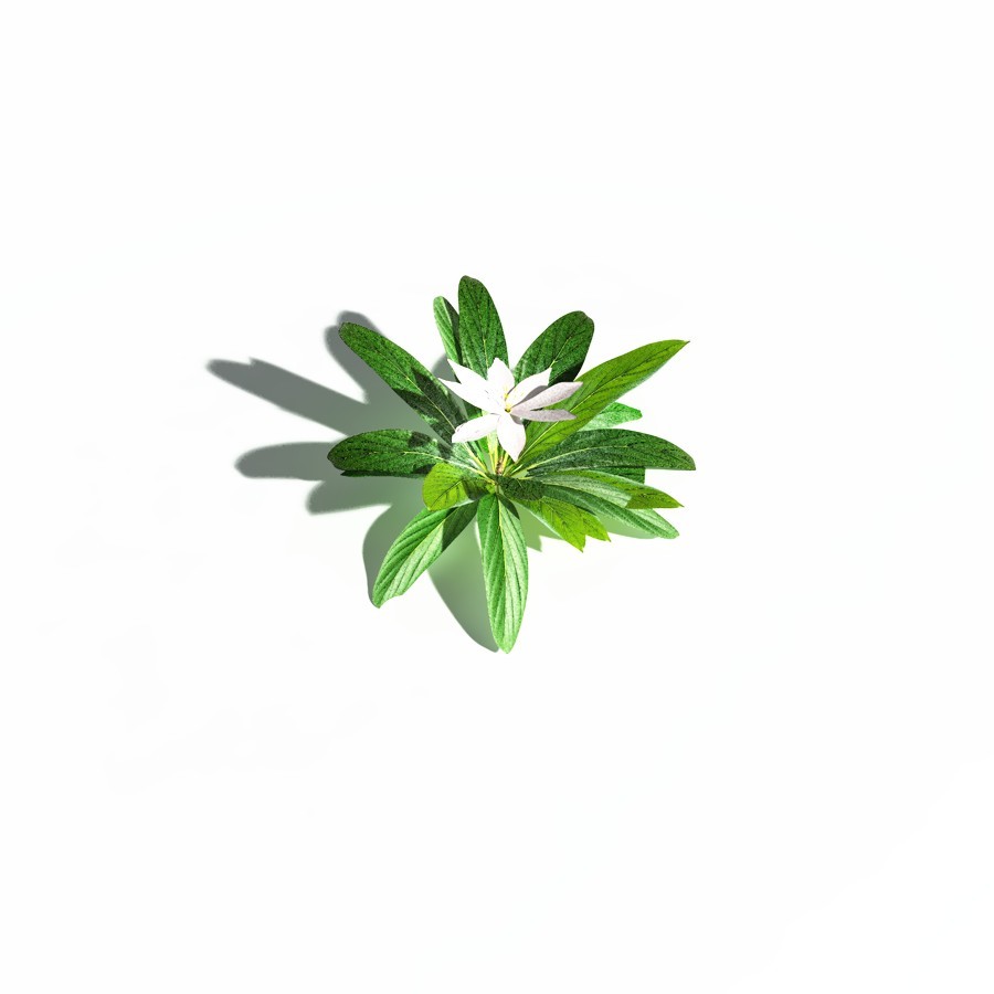 EVERYPlant Northern Starflower for Daz by N/A
