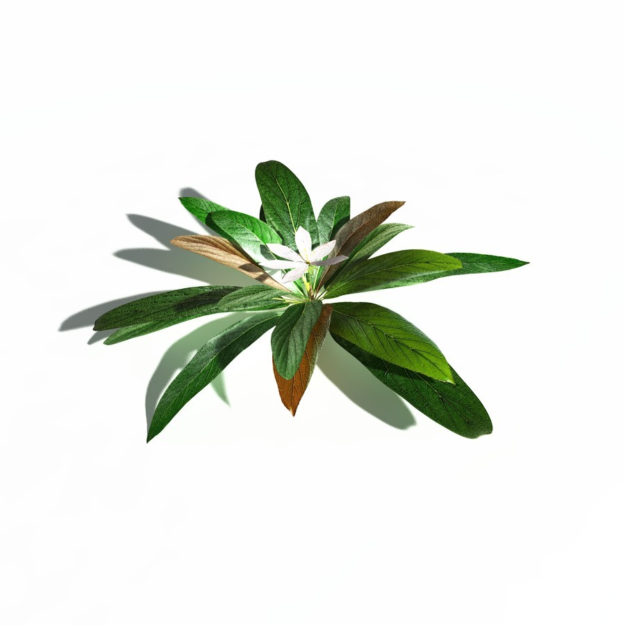 EVERYPlant Northern Starflower for Daz by N/A