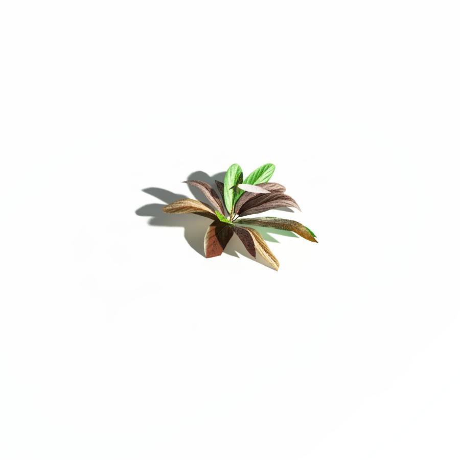 EVERYPlant Northern Starflower for Daz by N/A