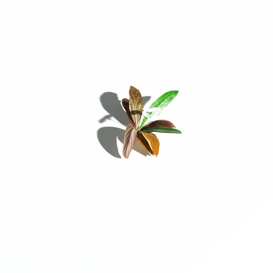 EVERYPlant Northern Starflower for Daz by N/A