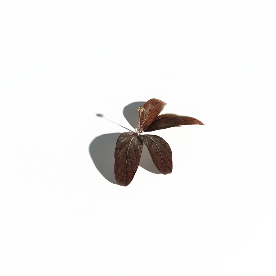 EVERYPlant Northern Starflower for Daz by N/A