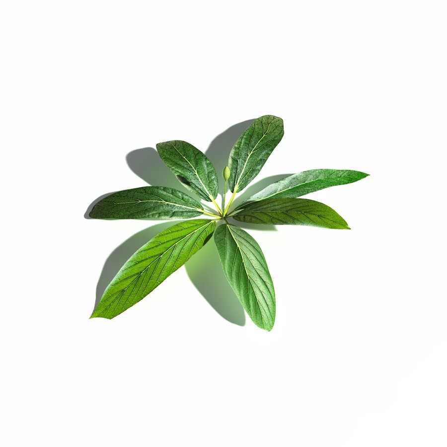 EVERYPlant Northern Starflower for Daz by N/A