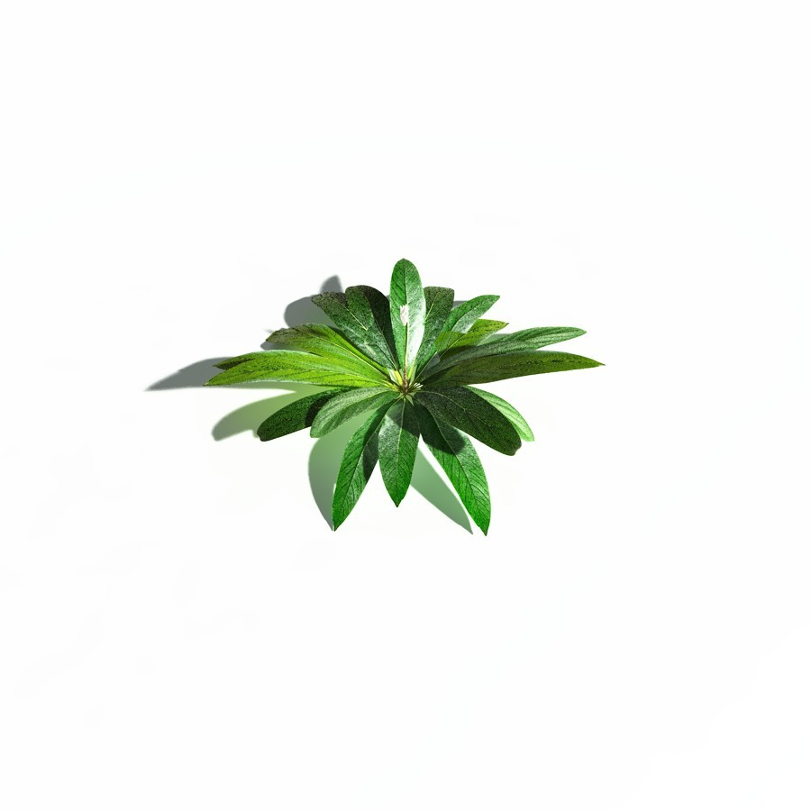 EVERYPlant Northern Starflower for Daz by N/A