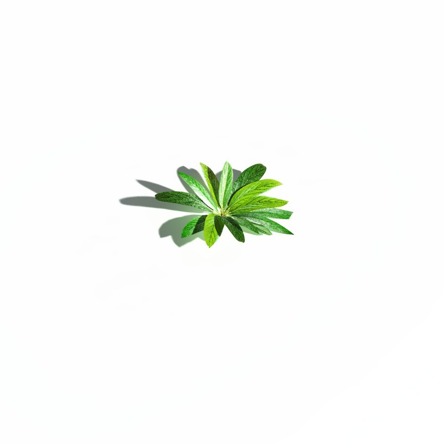 EVERYPlant Northern Starflower for Daz by N/A
