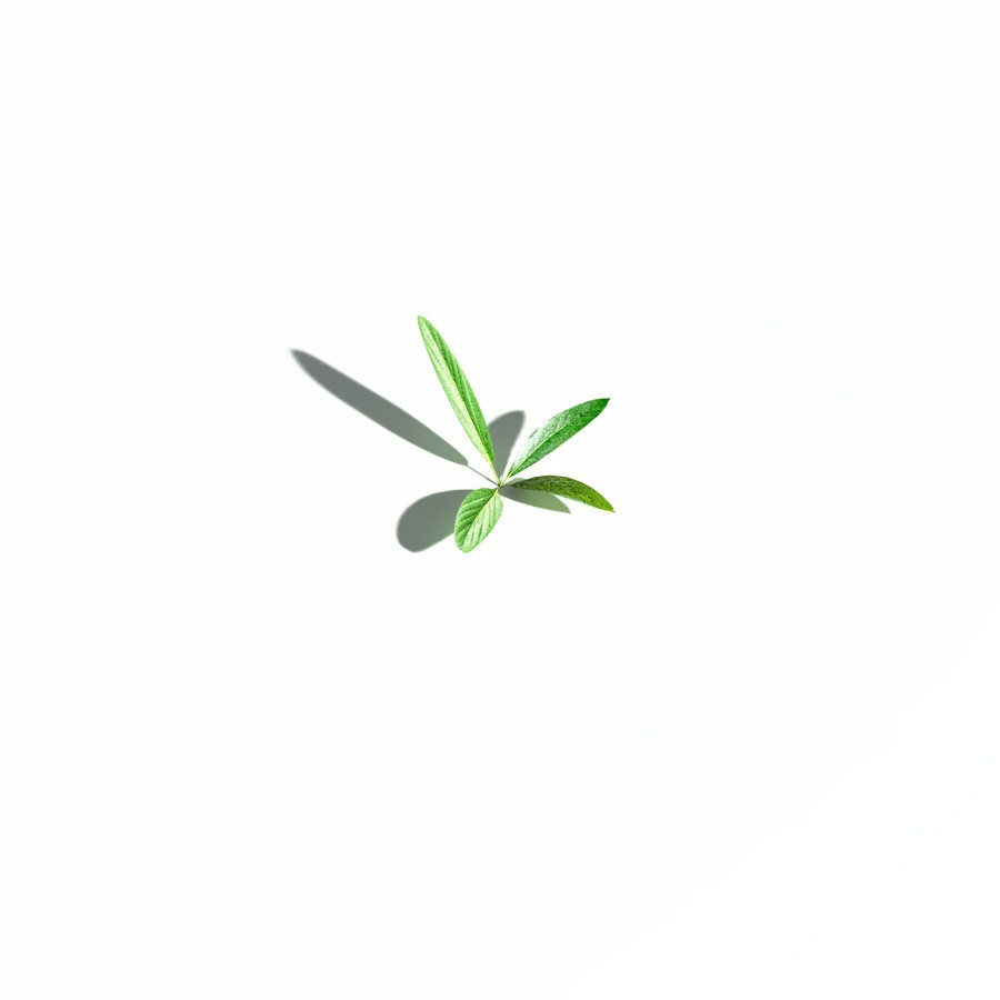 EVERYPlant Northern Starflower for Daz by N/A