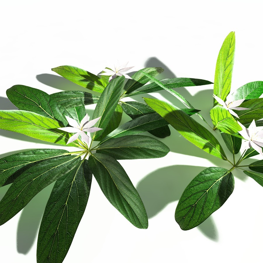 EVERYPlant Northern Starflower for Daz by N/A