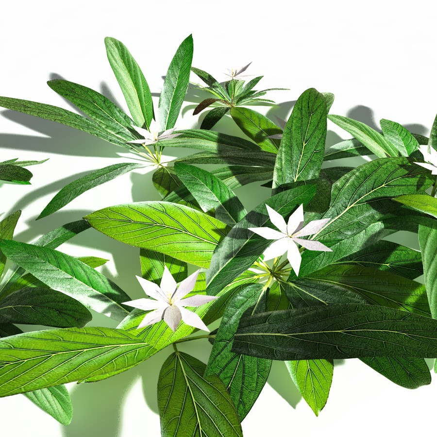 EVERYPlant Northern Starflower for Daz by N/A