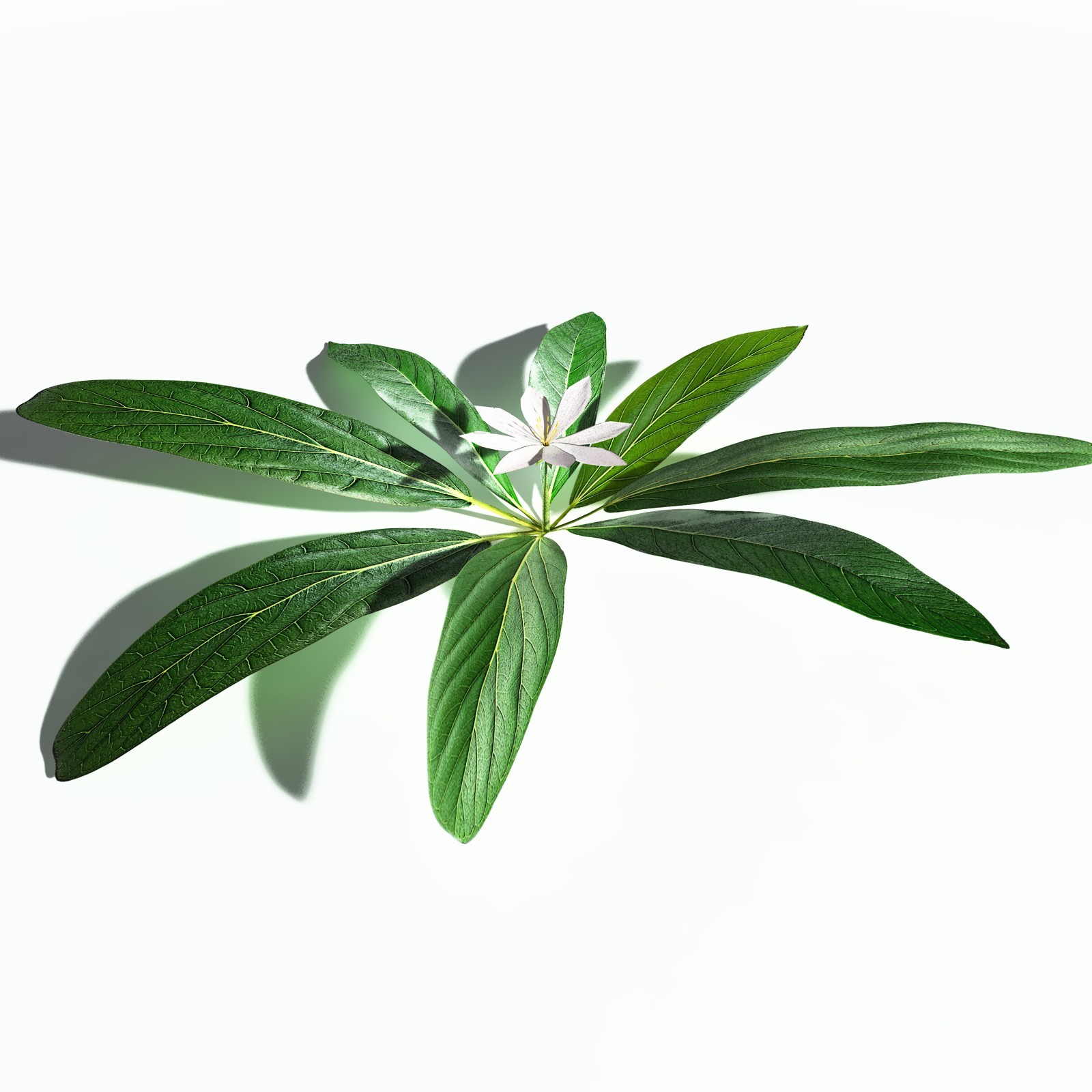 EVERYPlant Northern Starflower for Poser by N/A