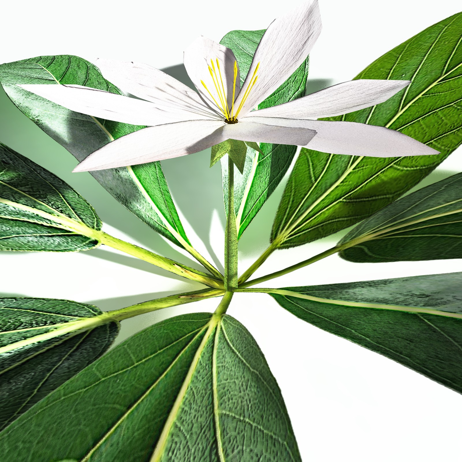 EVERYPlant Northern Starflower for Poser by N/A