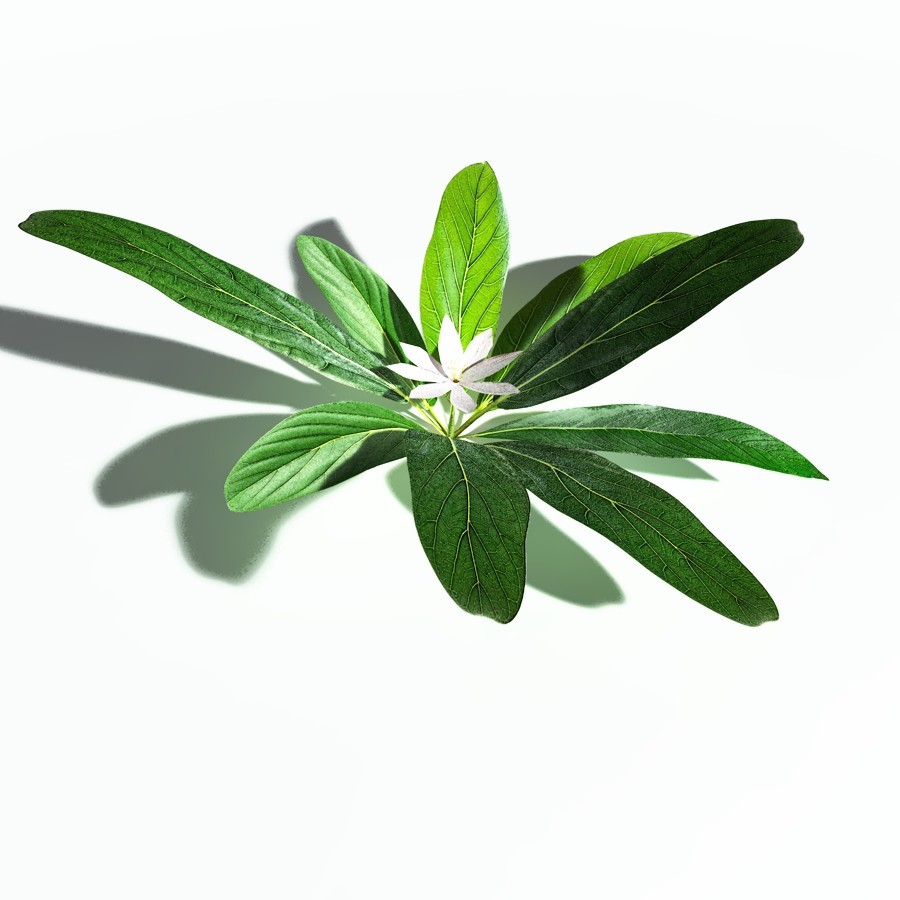 EVERYPlant Northern Starflower for Poser by N/A
