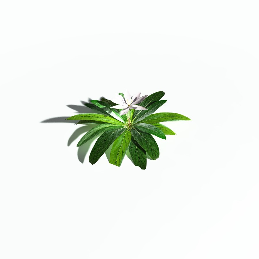 EVERYPlant Northern Starflower for Poser by N/A