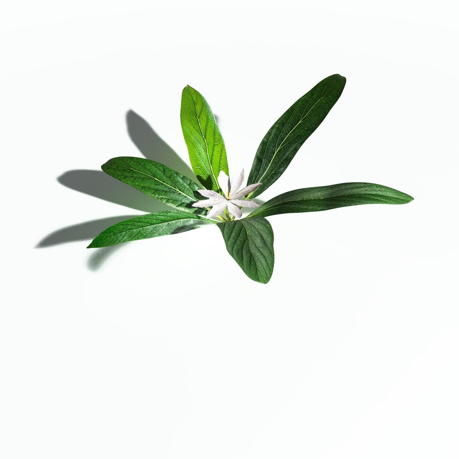 EVERYPlant Northern Starflower for Poser by N/A