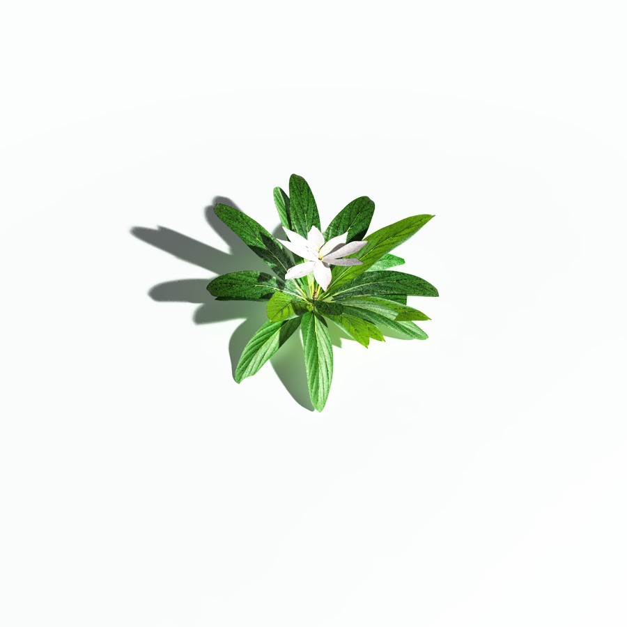 EVERYPlant Northern Starflower for Poser by N/A