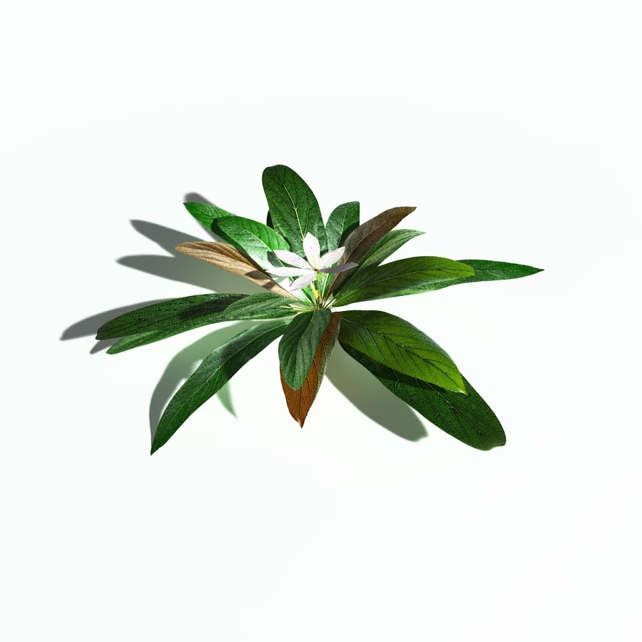 EVERYPlant Northern Starflower for Poser by N/A