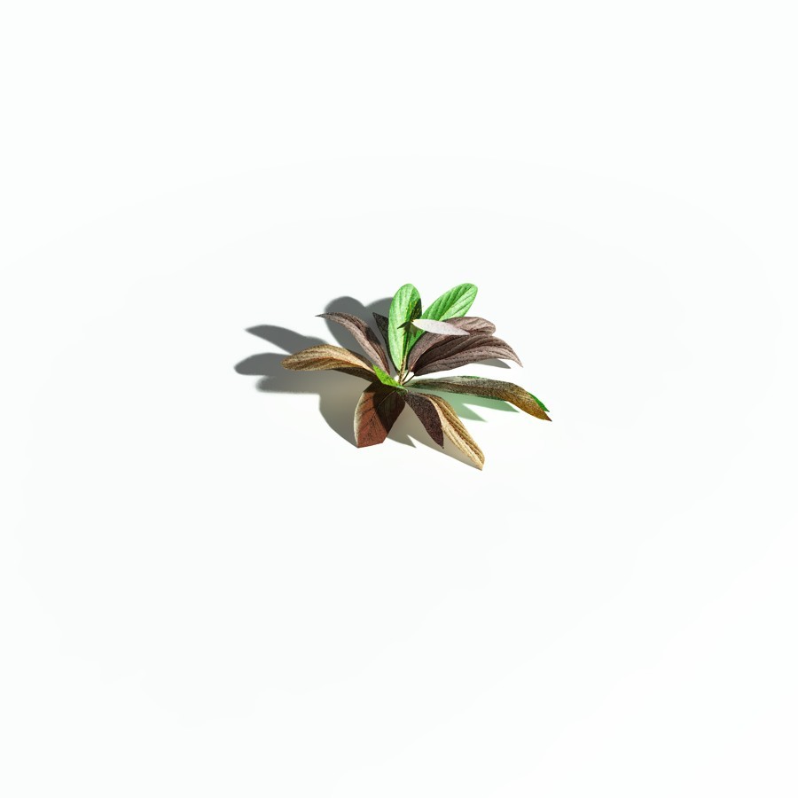 EVERYPlant Northern Starflower for Poser by N/A