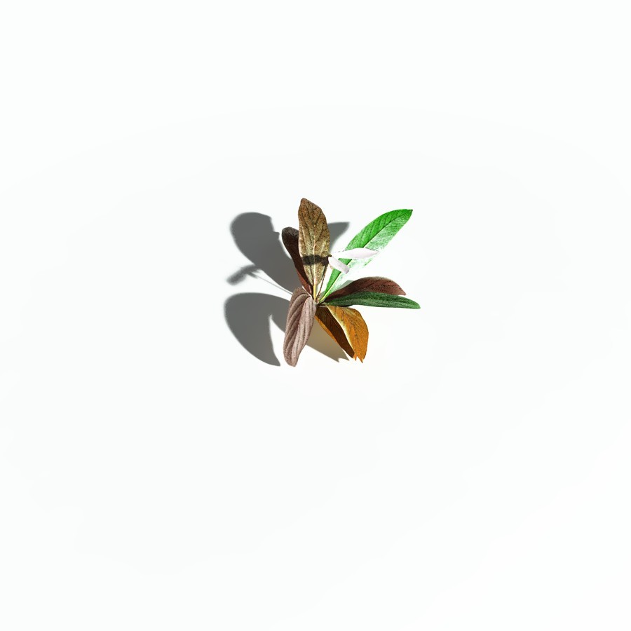EVERYPlant Northern Starflower for Poser by N/A