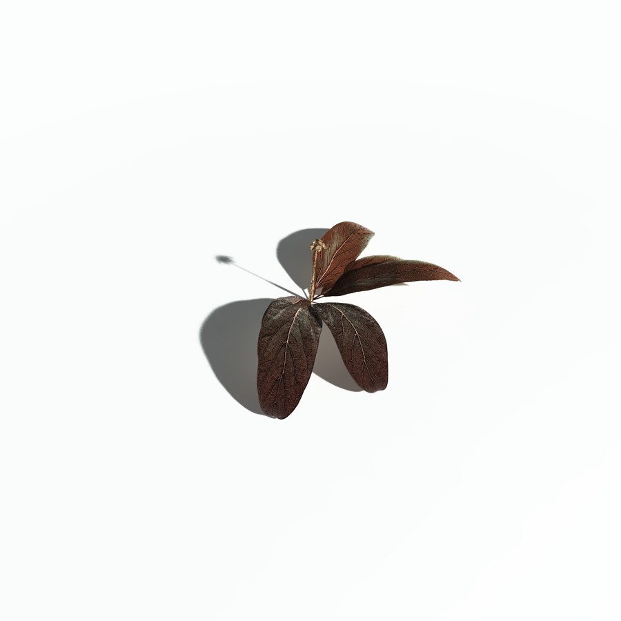 EVERYPlant Northern Starflower for Poser by N/A