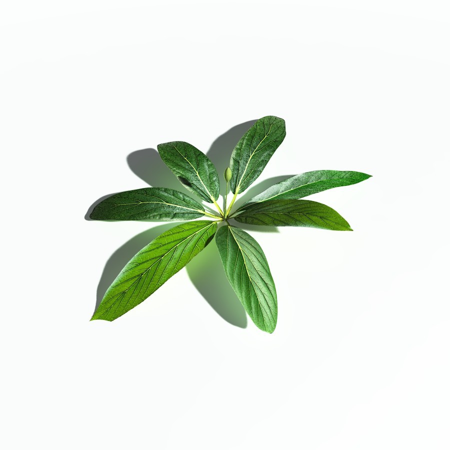 EVERYPlant Northern Starflower for Poser by N/A
