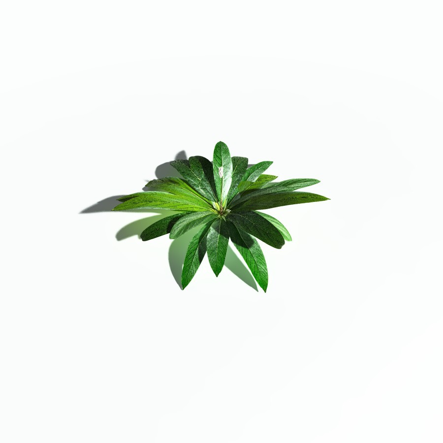 EVERYPlant Northern Starflower for Poser by N/A