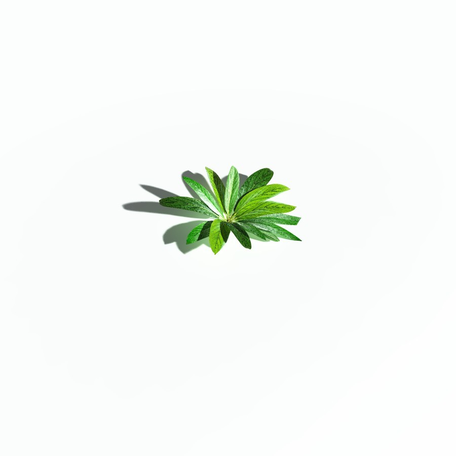 EVERYPlant Northern Starflower for Poser by N/A