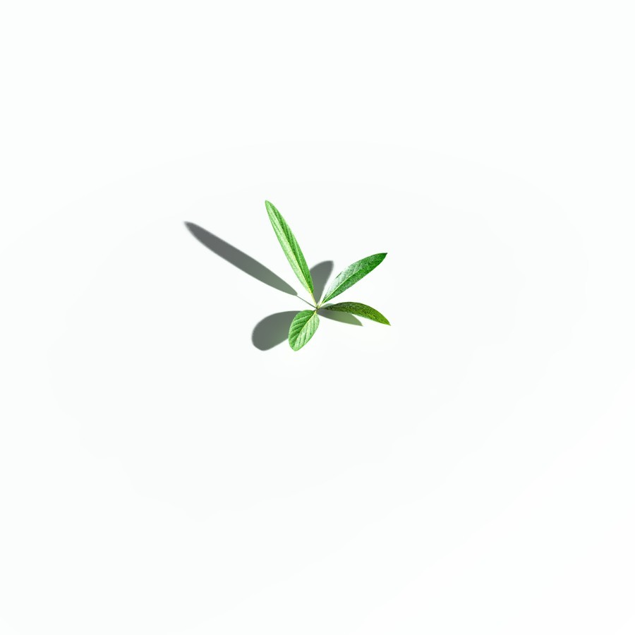 EVERYPlant Northern Starflower for Poser by N/A