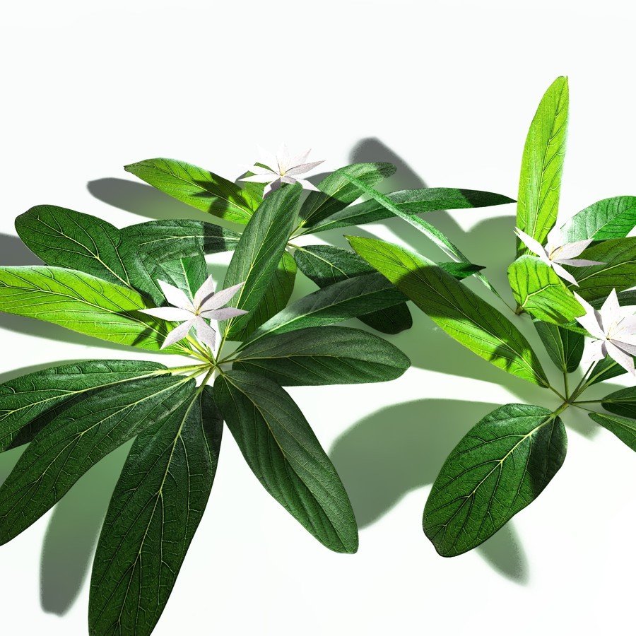 EVERYPlant Northern Starflower for Poser by N/A