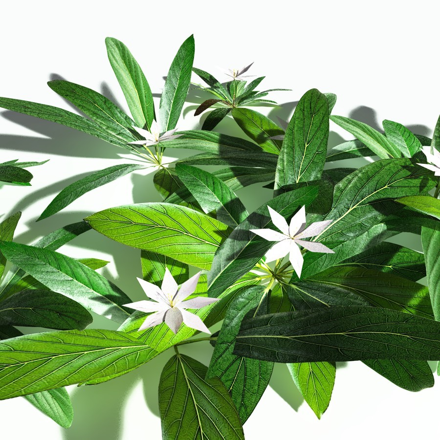 EVERYPlant Northern Starflower for Poser by N/A
