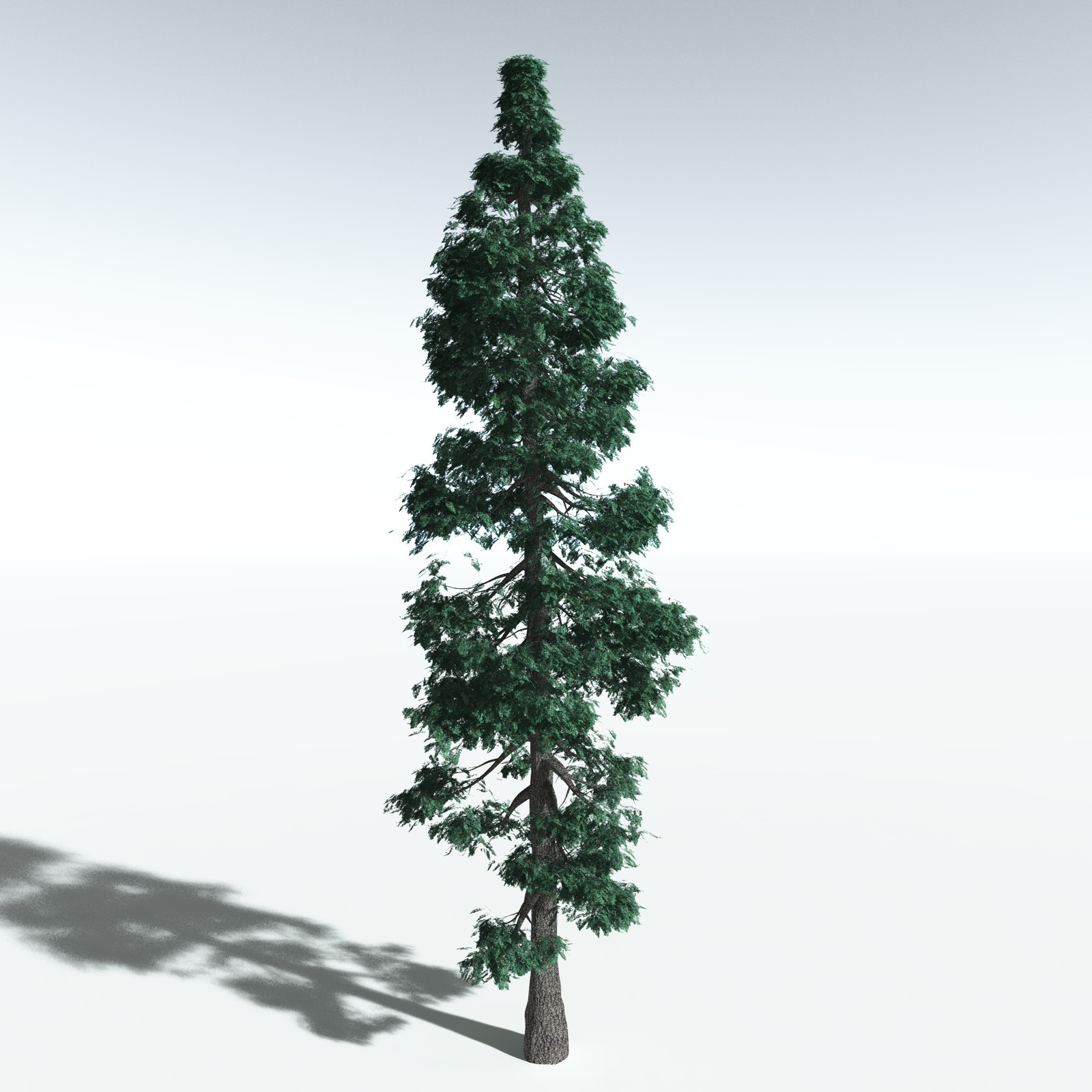 EVERYPlant White Fir for Vue by N/A