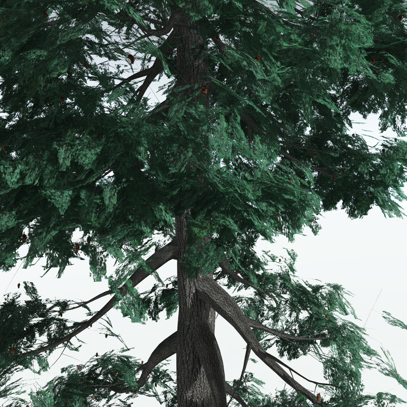 EVERYPlant White Fir for Vue by N/A