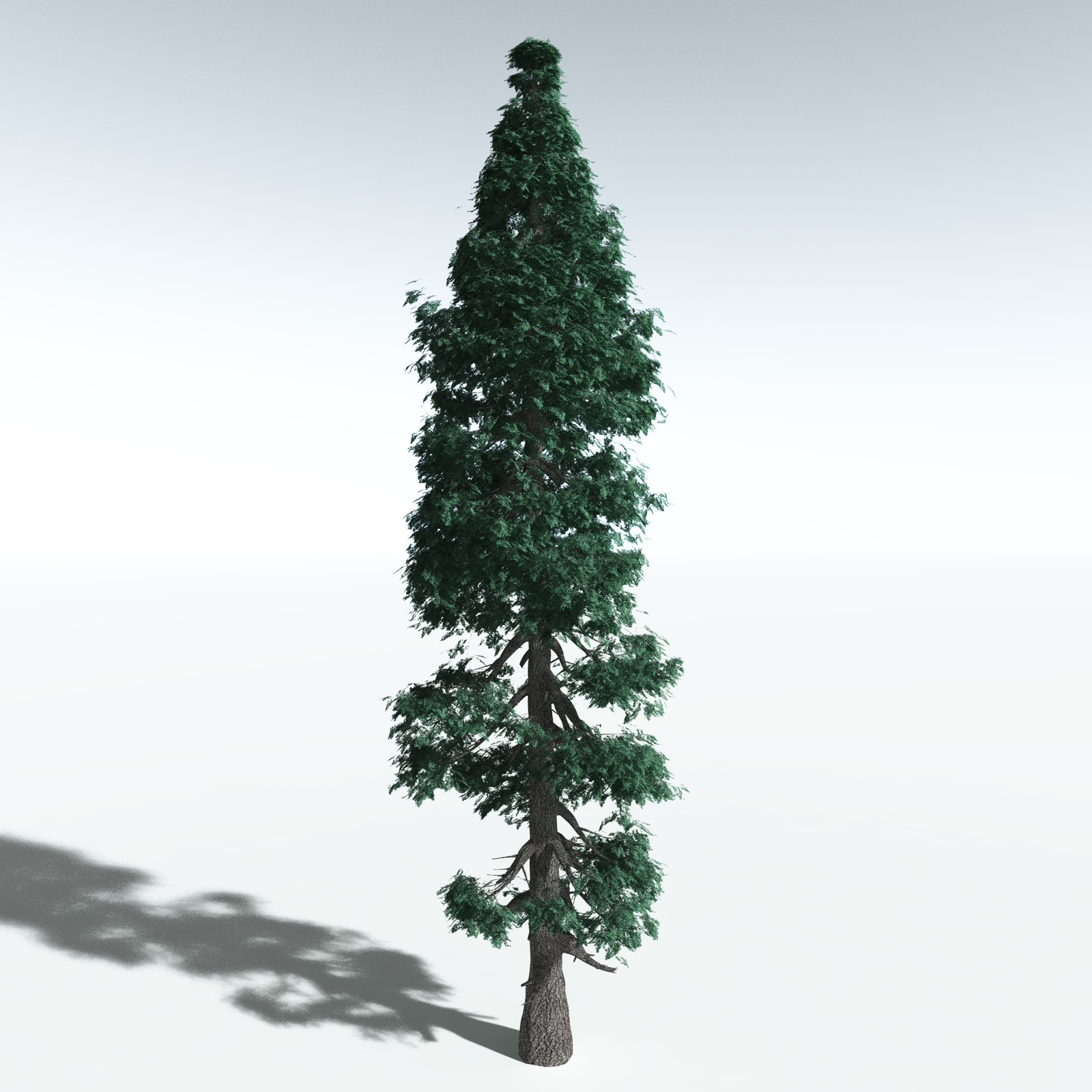 EVERYPlant White Fir for Vue by N/A