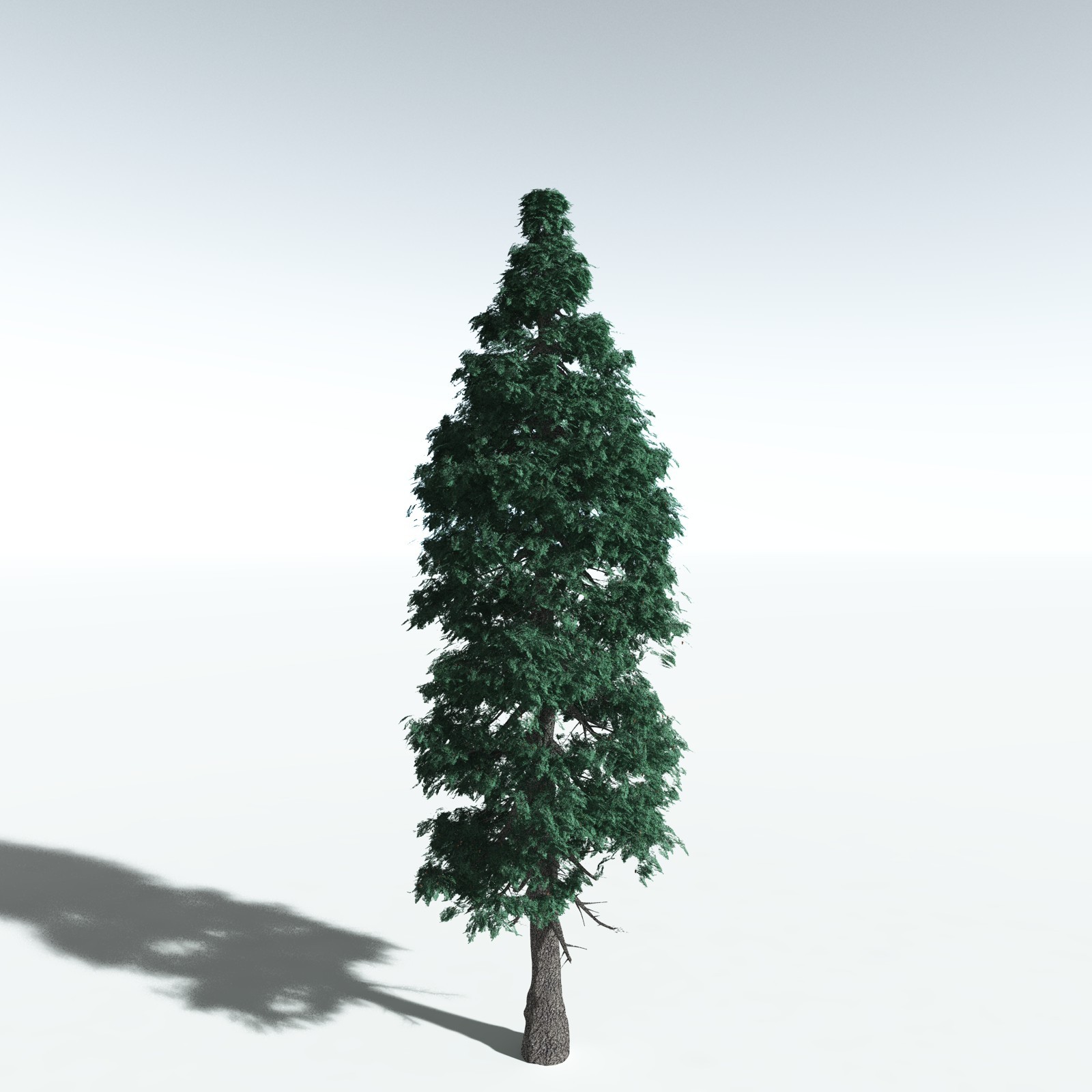 EVERYPlant White Fir for Vue by N/A
