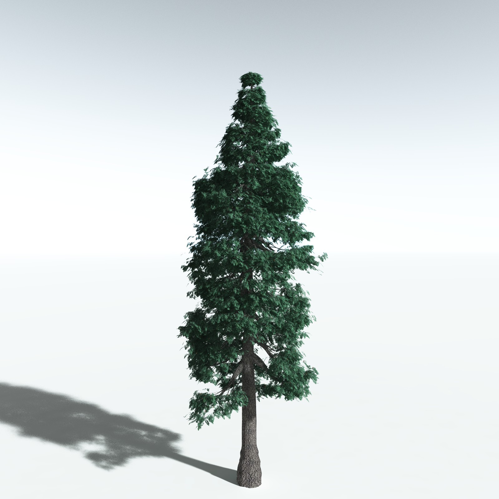 EVERYPlant White Fir for Vue by N/A