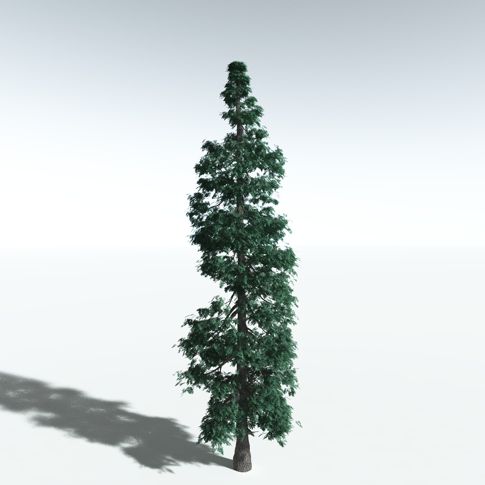 EVERYPlant White Fir for Vue by N/A