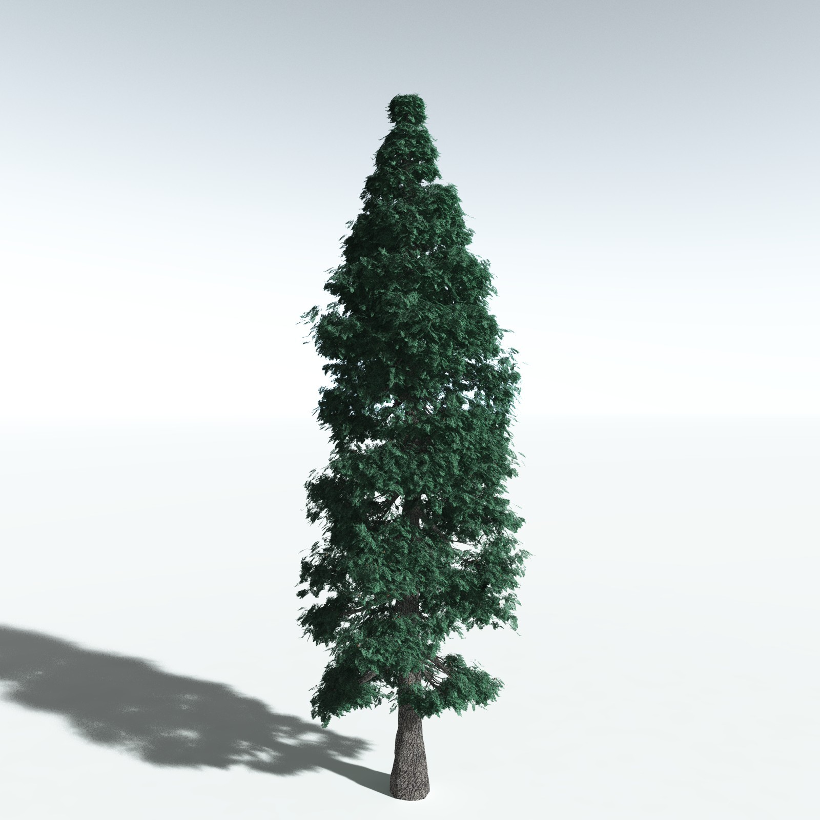EVERYPlant White Fir for Vue by N/A