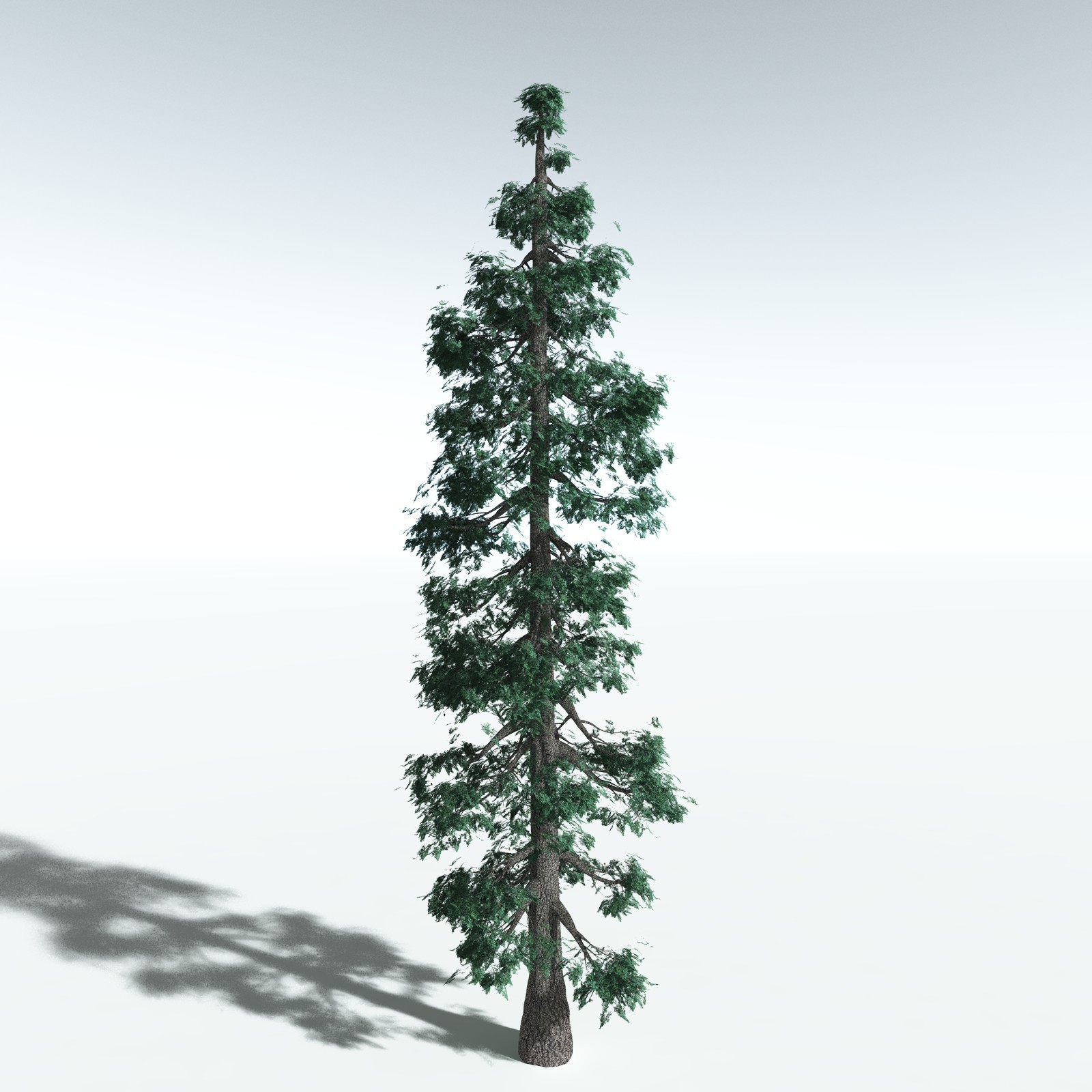 EVERYPlant White Fir for Vue by N/A