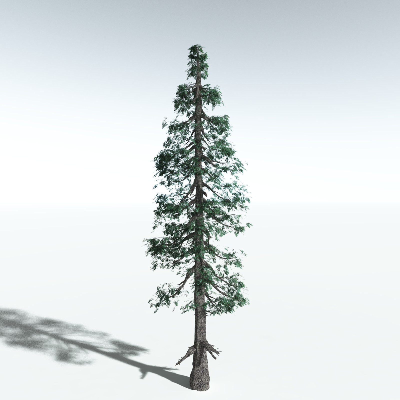 EVERYPlant White Fir for Vue by N/A