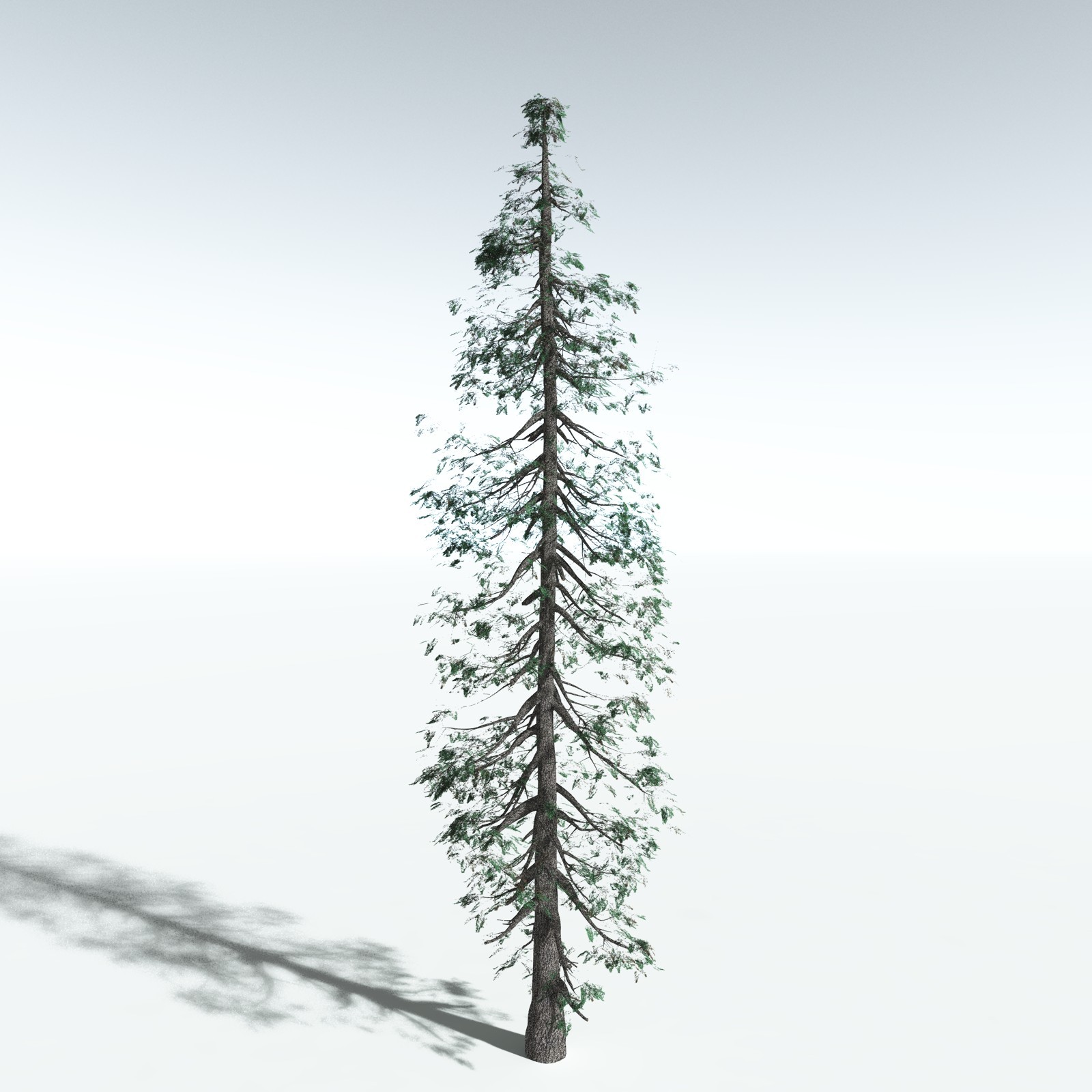 EVERYPlant White Fir for Vue by N/A