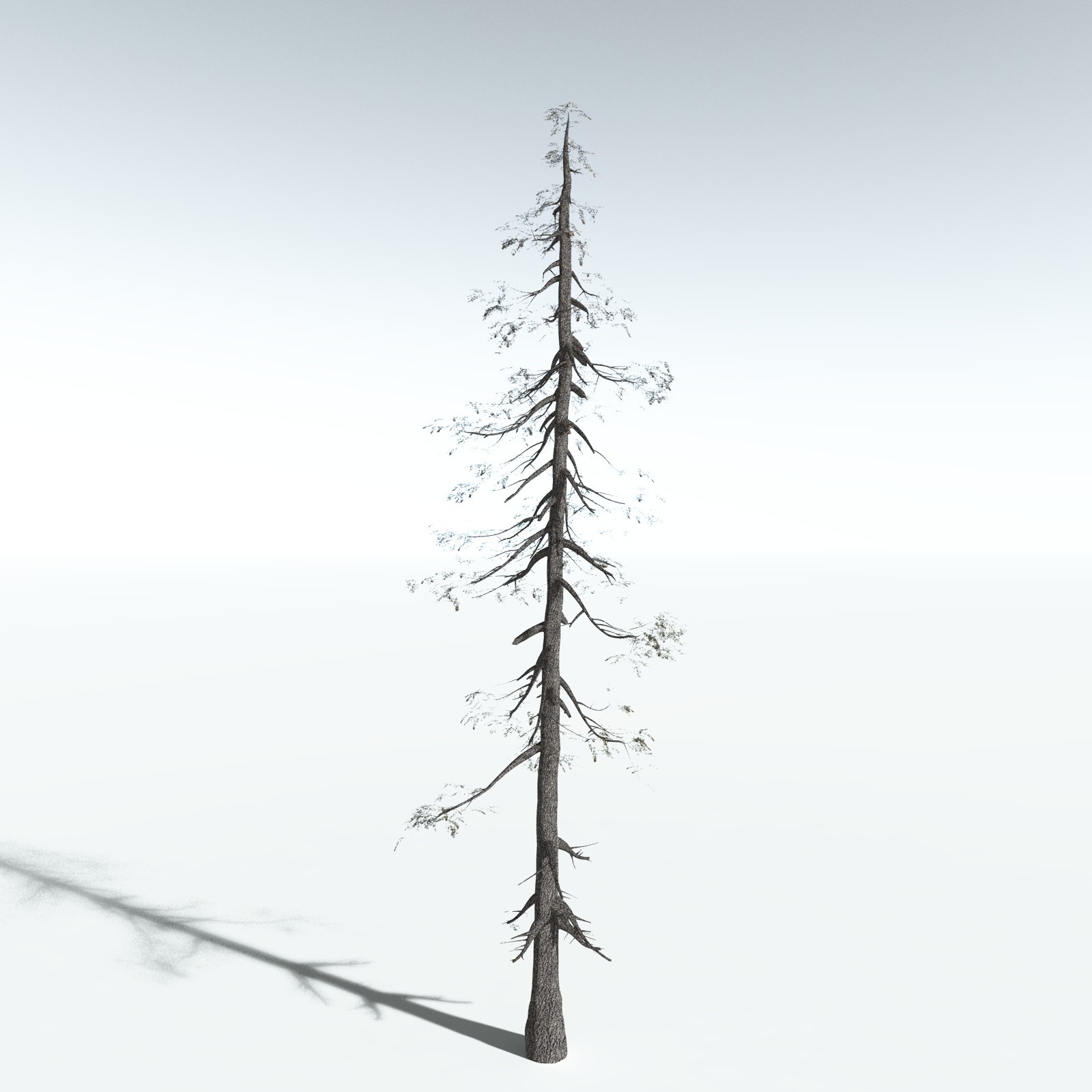 EVERYPlant White Fir for Vue by N/A
